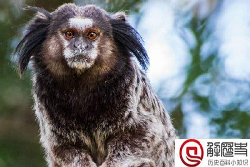 神似山海经人面兽的动物是什么?人面兽长什么样?