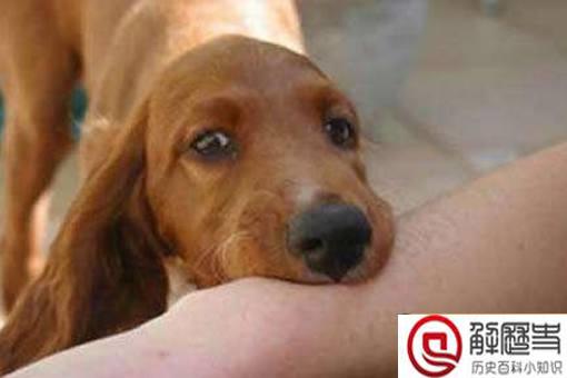 古代人被狗咬了怎么办?古代人是如何预防狂犬病的?