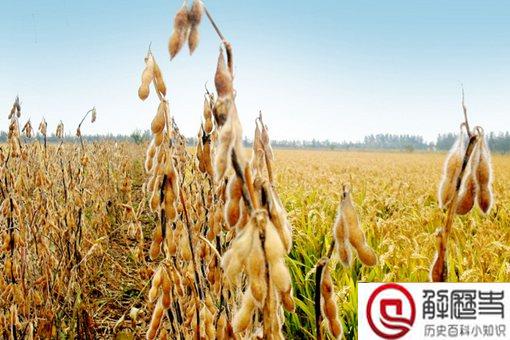 五谷丰登是哪五谷?五谷都有什么?