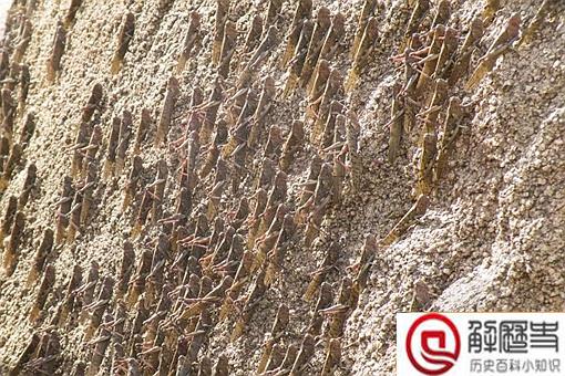 东非蝗灾会影响中国吗?看看中国历史上怎么治理蝗灾的就知道了