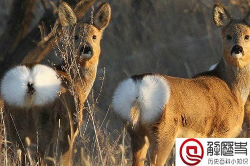 傻狍子的狍子是啥 傻狍子为什么叫傻狍子