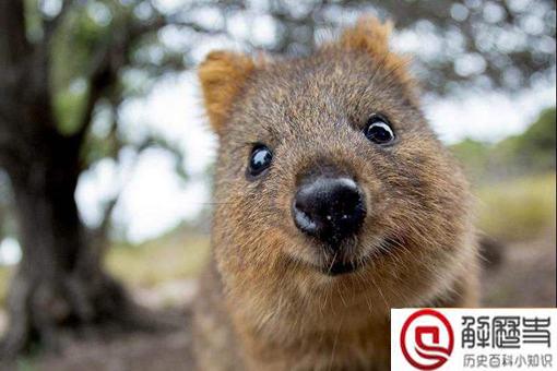 短尾矮袋鼠遇到危险扔孩子?短尾矮袋鼠扔孩子是真的吗?