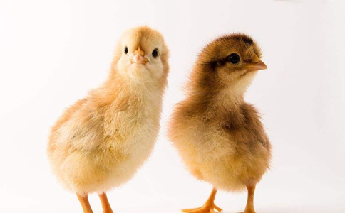 鸡到底喜欢吃蜈蚣吗?真的如电视剧中说的那样吗?