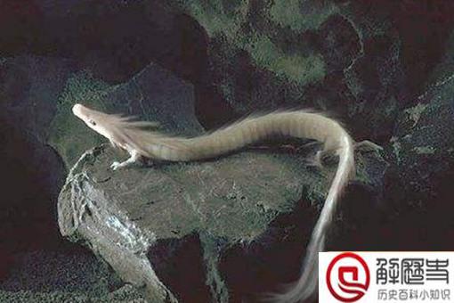 卫星拍到的真龙 青海湖发现一条真龙是真的吗?