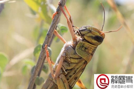 东非蝗灾会影响中国吗?看看中国历史上怎么治理蝗灾的就知道了