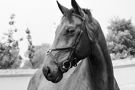 古代南方马为什么没北方马好?三国时期东吴的马都是从哪来的?