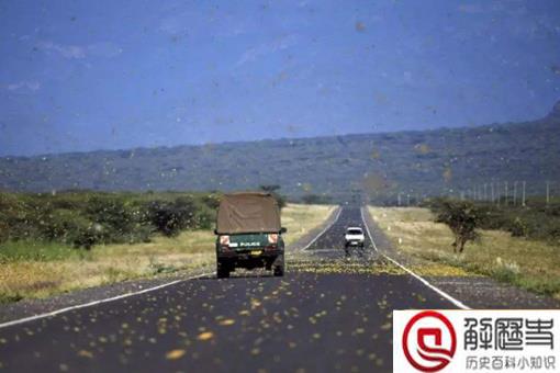 东非蝗灾会影响中国吗?看看中国历史上怎么治理蝗灾的就知道了