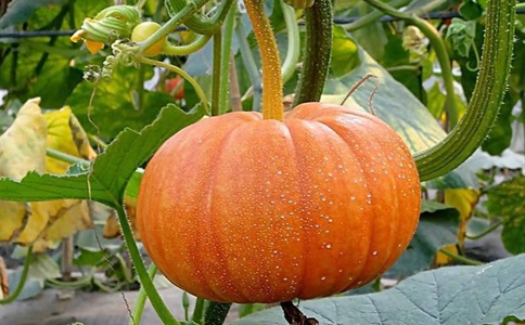 南瓜为什么又被中国人称作为倭瓜?有哪些由来