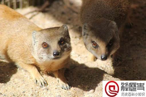 东北黄仙故事 拜月的黄皮子