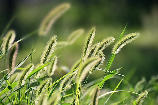 小麦真的是狗尾巴草培育出来的吗?