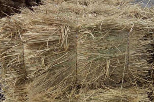 古代什么时候开始有棉花的?棉花没有普及之前靠什么过冬? 古代什么时候开始有棉花的?棉花没有普及之前靠什么过冬?