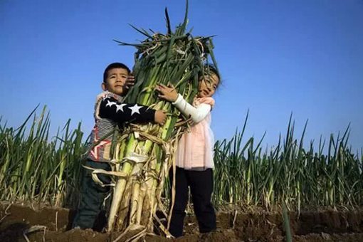 山东人为什么喜欢生吃大葱?历史上山东人和大葱竟有这样的渊源 山东人为什么喜欢生吃大葱?历史上山东人和大葱竟有这样的渊源