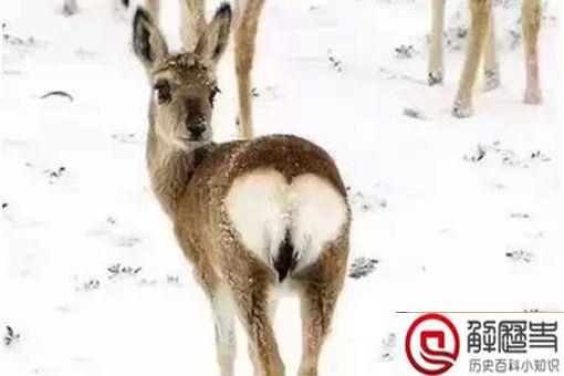 傻狍子的狍子是啥 傻狍子为什么叫傻狍子