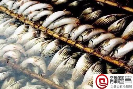 古代渔民是如何保证鱼新鲜的?弓鱼技术是什么?