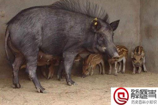 猪是蛇的天敌吗?猪真的能吃毒蛇吗?