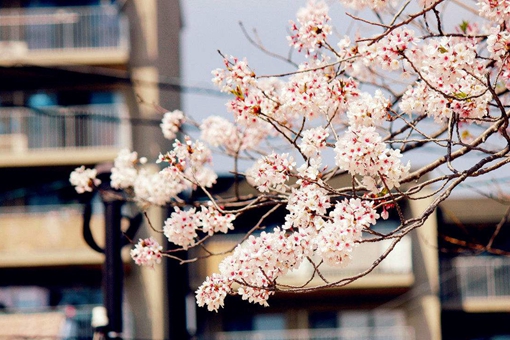 日本国家名字来历介绍 日本国名和中国汉字有大关系