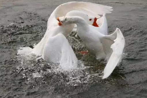 斗鸡在中国已有上千年历史 古人除了斗鸡还玩什么? 斗鸡在中国已有上千年历史 古人除了斗鸡还玩什么?