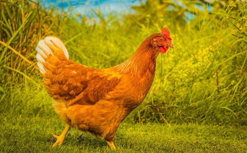 鸡到底喜欢吃蜈蚣吗?真的如电视剧中说的那样吗?