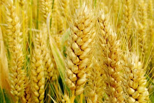 古人三餐吃什么?秦汉时期真的没有面条吗?