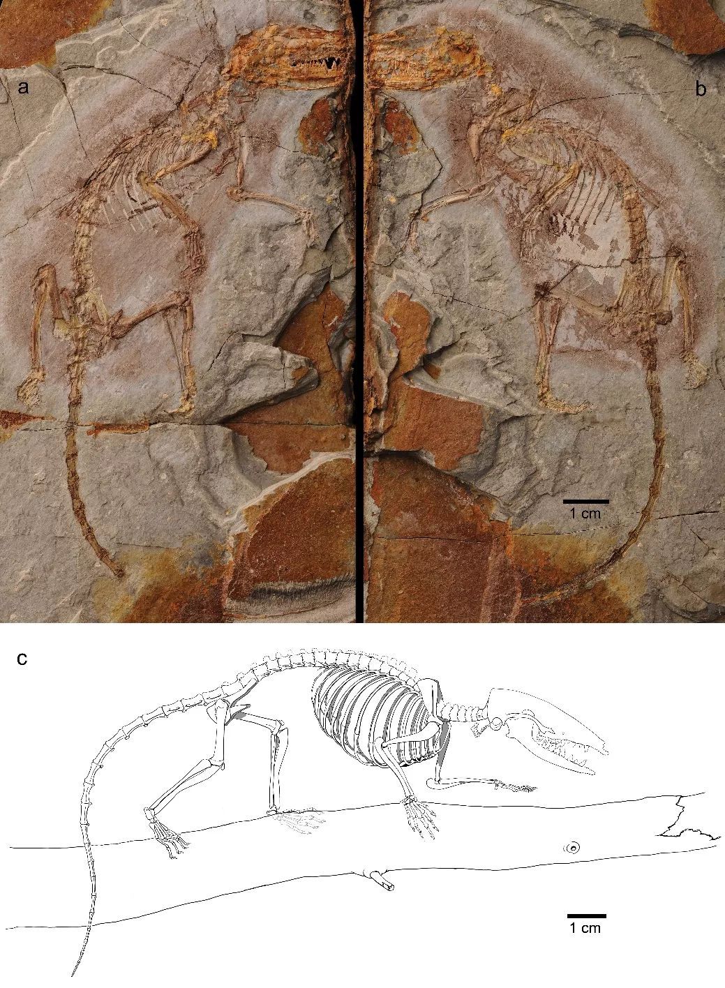 科学家发现混元兽是怎么回事?混元兽是什么兽揭秘 科学家发现混元兽是怎么回事?混元兽是什么兽揭秘