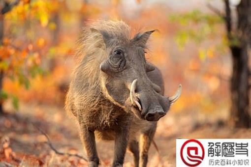 猪是蛇的天敌吗?猪真的能吃毒蛇吗?