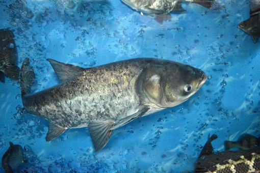 为什么四大家鱼里没鲫鱼和鲤鱼?真的是因为和唐朝皇帝的姓有关吗? 为什么四大家鱼里没鲫鱼和鲤鱼?真的是因为和唐朝皇帝的姓有关吗?