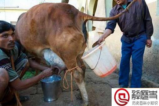 印度人为什么要喝牛尿?这与他们的信仰有什么关系?