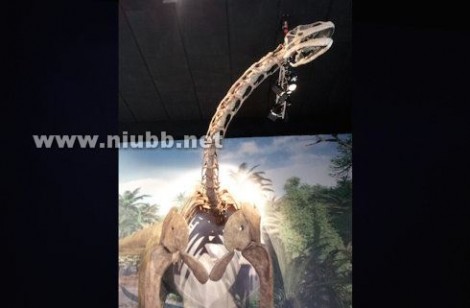 巨型恐龙遗骸出土是怎么回事?是什么地方出土的是什么品种揭秘