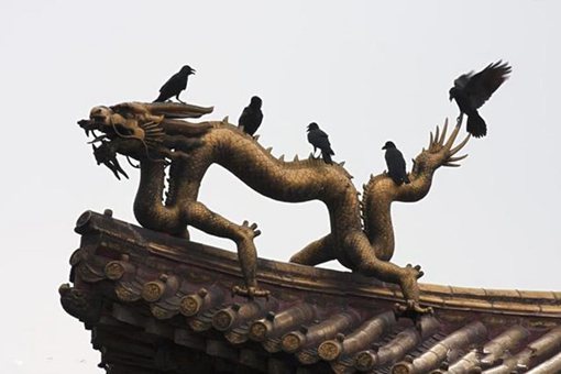 乌鸦在清朝有什么寓意?为什么清朝乌鸦是神鸟?