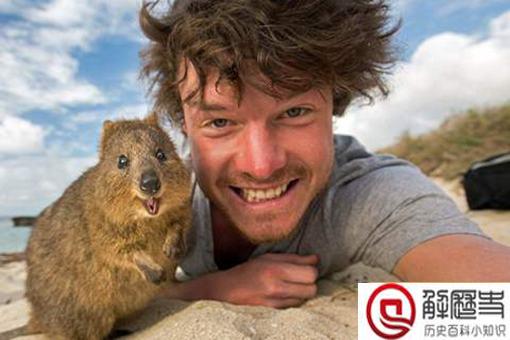 短尾矮袋鼠遇到危险扔孩子?短尾矮袋鼠扔孩子是真的吗?