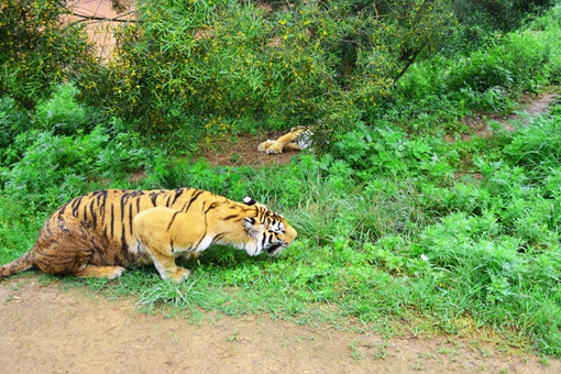 三百年前的四川与重庆上万只华南虎下山吃人事件揭秘
