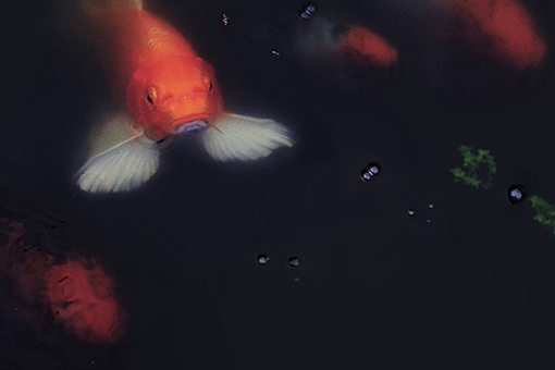 锦鲤为什么代表好运?锦鲤是怎么火起来的?