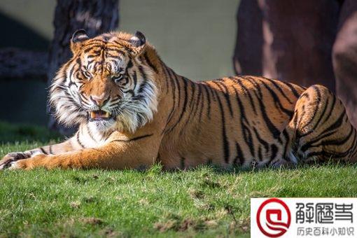 虎生三子必有一彪是什么意思 彪指的是什么 虎生三子必有一彪是什么意思 彪指的是什么