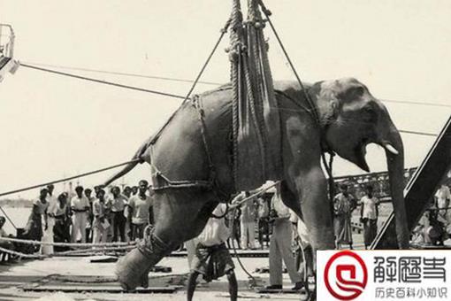一只大象被判处了绞刑?这是怎么一回事呢?