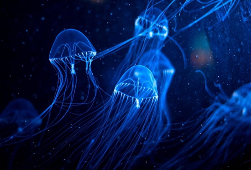 澳洲方水母有多毒?揭秘澳洲方水母的天敌