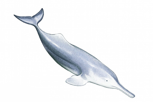 盘点那些中国很有特色但是已经灭绝的动物,新疆虎白暨豚滇池蝾螈等等在列