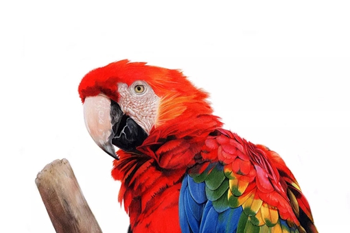 古代人有养宠物的习惯么?古代人都养什么宠物? 古代人有养宠物的习惯么?古代人都养什么宠物?