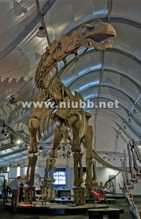 巨型恐龙遗骸出土是怎么回事?是什么地方出土的是什么品种揭秘