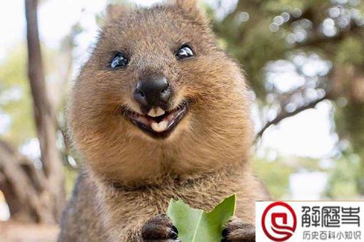 短尾矮袋鼠遇到危险扔孩子?短尾矮袋鼠扔孩子是真的吗?