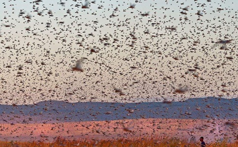 古代闹蝗灾怎么办?西北人当虾米吃东南人却不吃!