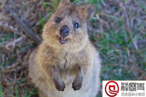 短尾矮袋鼠遇到危险扔孩子?短尾矮袋鼠扔孩子是真的吗?