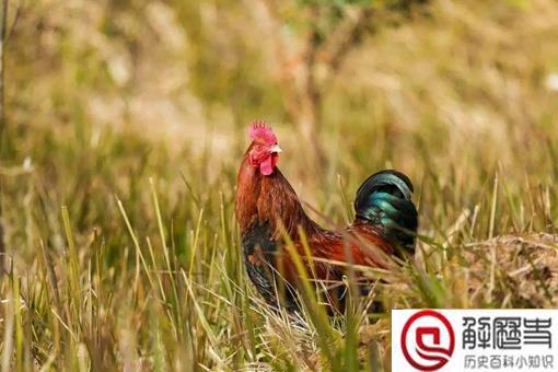 2017山东蝗灾被吃光了是真的吗?