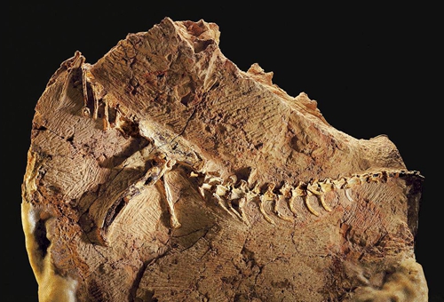 古代人是怎么看待恐龙化石的?