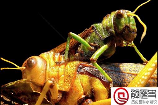 李世民真的生吞活吃过蝗虫?古代治理蝗虫真的只能靠吃吗?