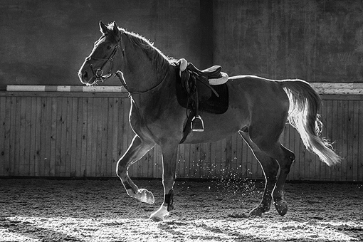 古代南方马为什么没北方马好?三国时期东吴的马都是从哪来的?