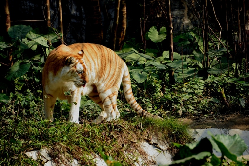 三百年前的四川与重庆上万只华南虎下山吃人事件揭秘