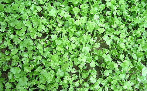 香菜竟然是哮天犬死后的产物? 香菜竟然是哮天犬死后的产物?