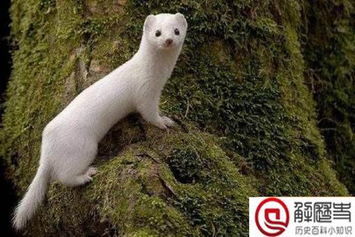 东北黄仙故事 拜月的黄皮子