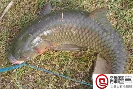 古代渔民是如何保证鱼新鲜的?弓鱼技术是什么?