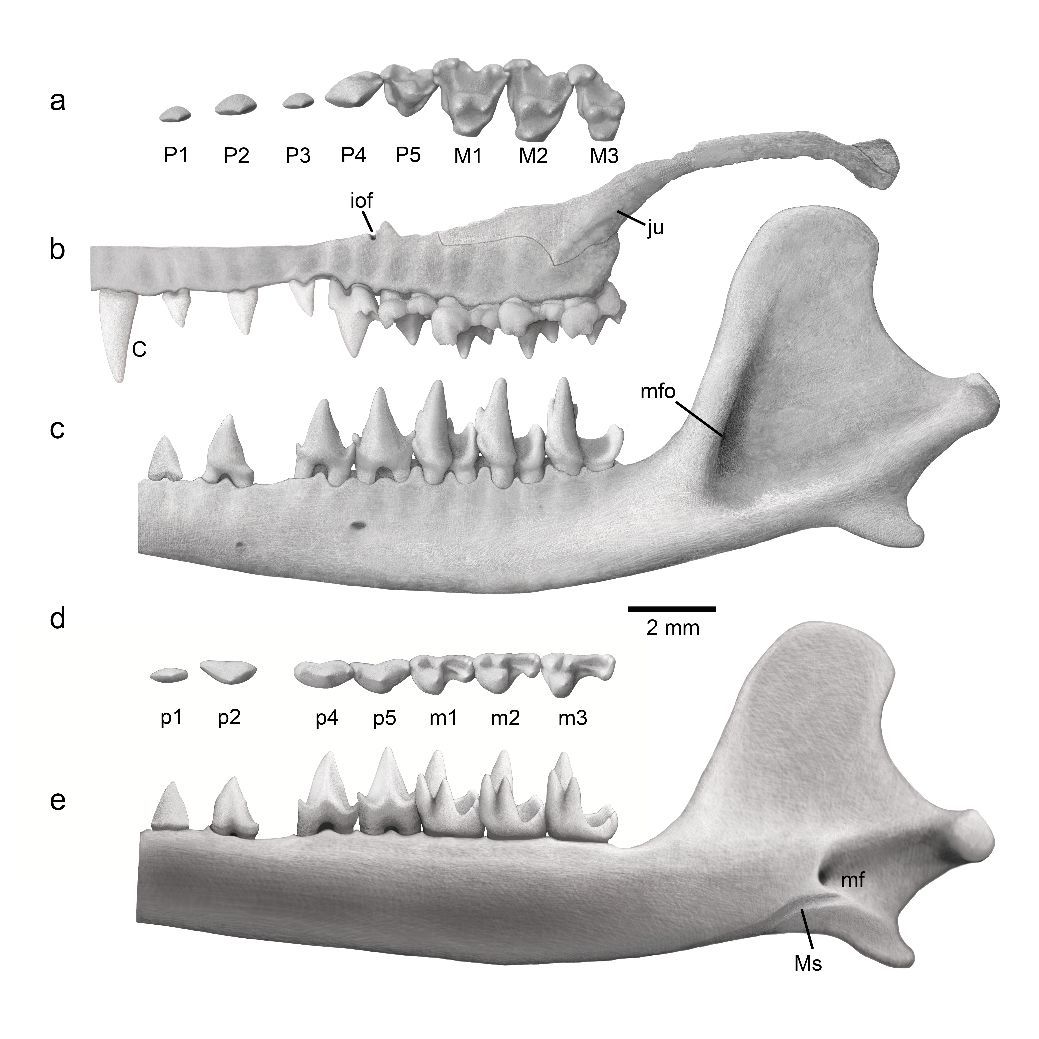 科学家发现混元兽是怎么回事?混元兽是什么兽揭秘 科学家发现混元兽是怎么回事?混元兽是什么兽揭秘
